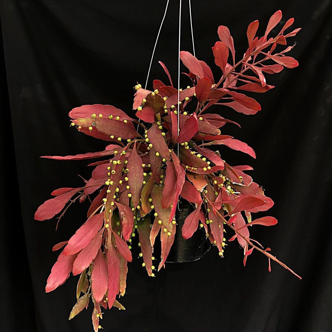 推荐一种比较适合室内养的垂吊植物“红梅枝”